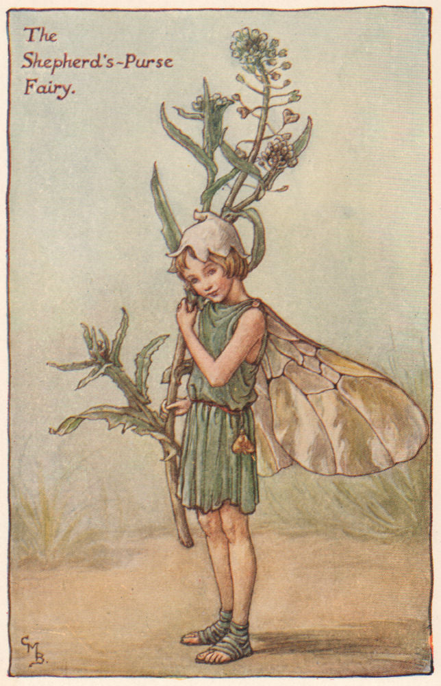 Shepherd's-Purse Fairy by Cicely Mary Barker. Spring Flower Fairies c1935